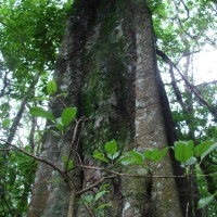 Ficus tsjakela Burm.f.